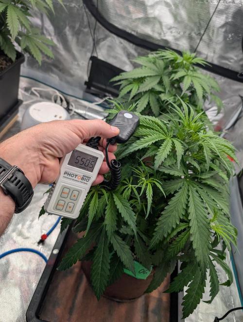 Caring for Angry Bears. Week 3