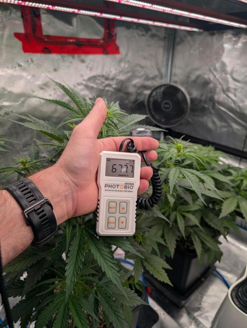 Dreaming in Colour. Week 3