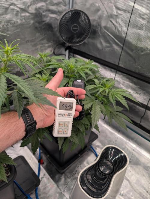 Dreaming in Colour. Week 3