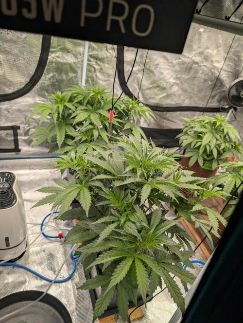 Slimer Round 3. Week 3