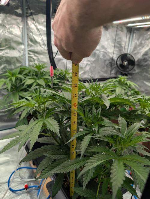 Slimer Round 3. Week 3