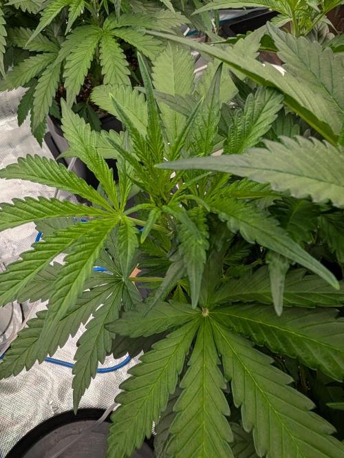 Slimer Round 3. Week 3