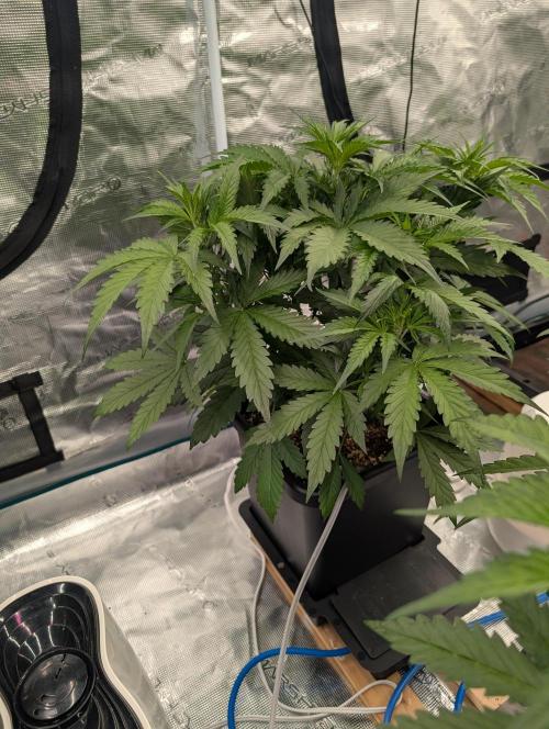 Slimer Round 3. Week 3