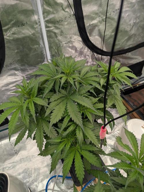 Slimer Round 3. Week 3