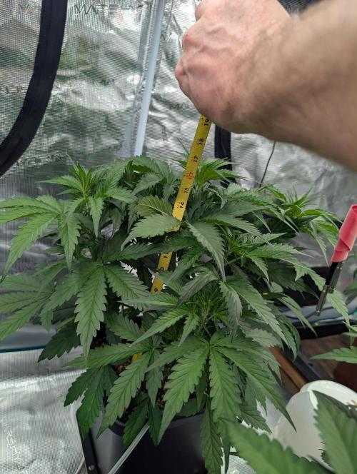 Slimer Round 3. Week 3