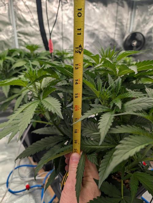 Slimer Round 3. Week 3