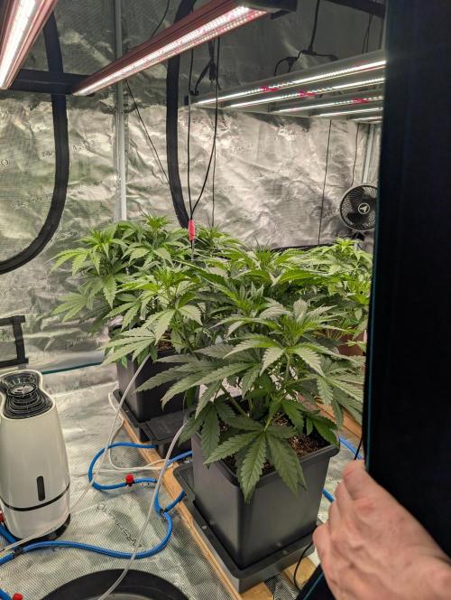 Slimer Round 3. Week 3