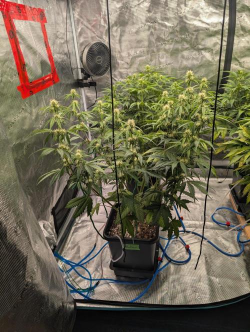 Dreaming in Colour. Week 4