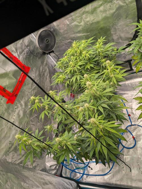 Dreaming in Colour. Week 4