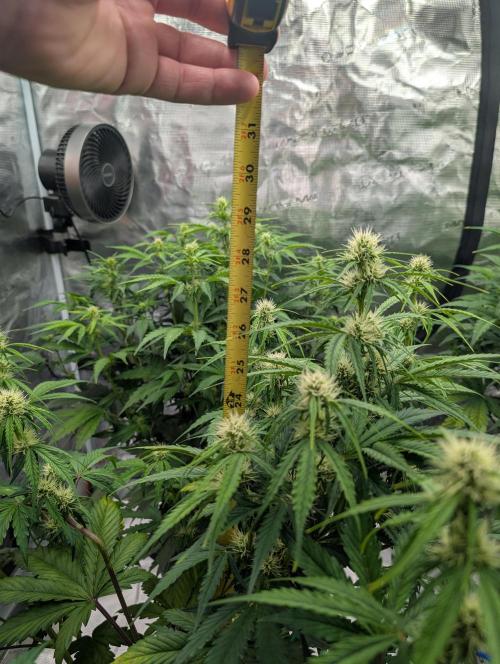 Dreaming in Colour. Week 4