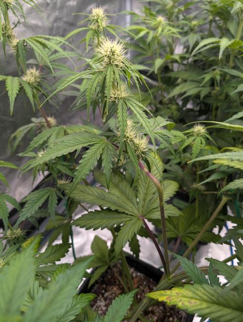 Dreaming in Colour. Week 4