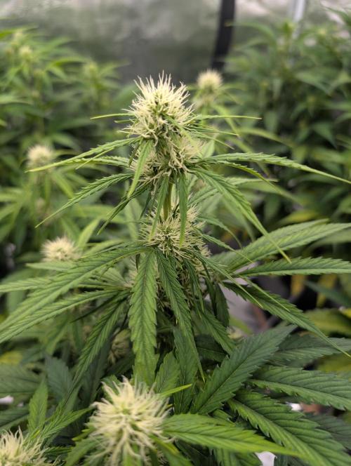 Dreaming in Colour. Week 4