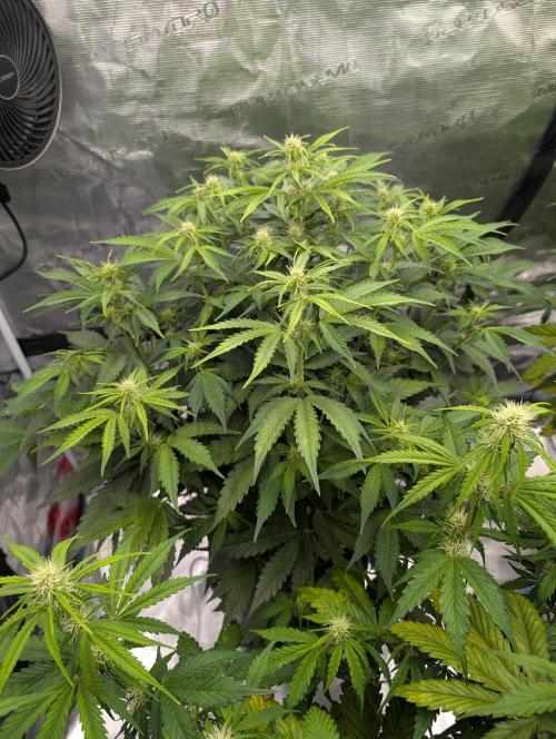 Dreaming in Colour. Week 4