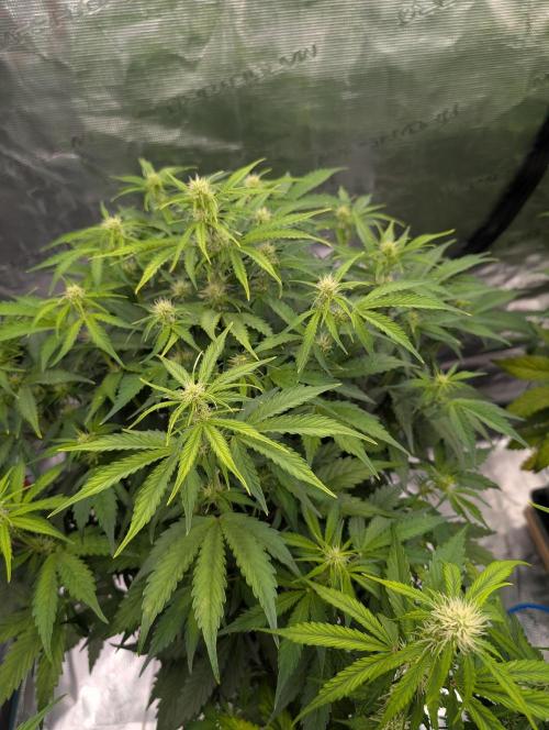 Dreaming in Colour. Week 4