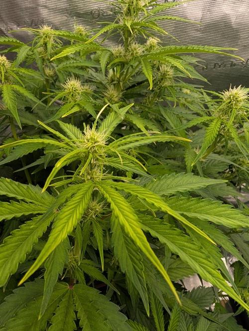 Dreaming in Colour. Week 4