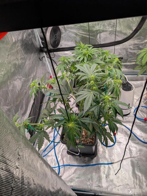 Dreaming in Colour. Week 4 - After defoliation and LST first day of week