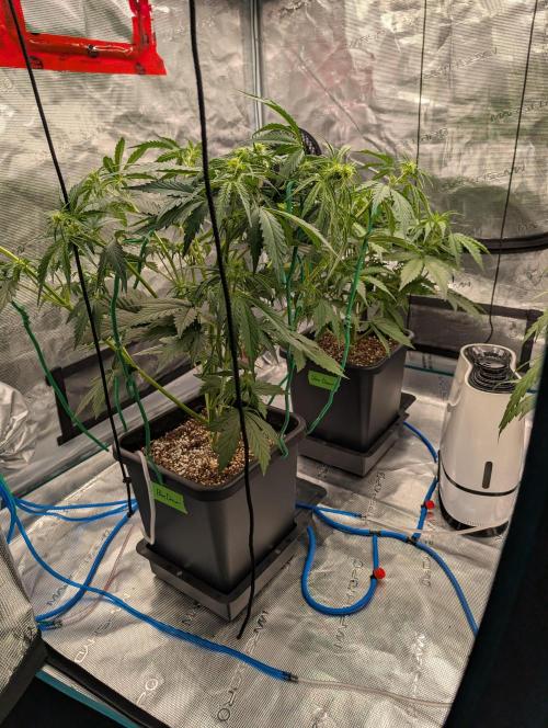 Dreaming in Colour. Week 4 - After defoliation and LST first day of week