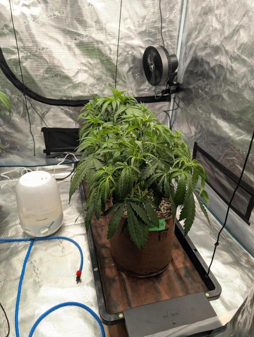 Caring for Angry Bears. Week 4