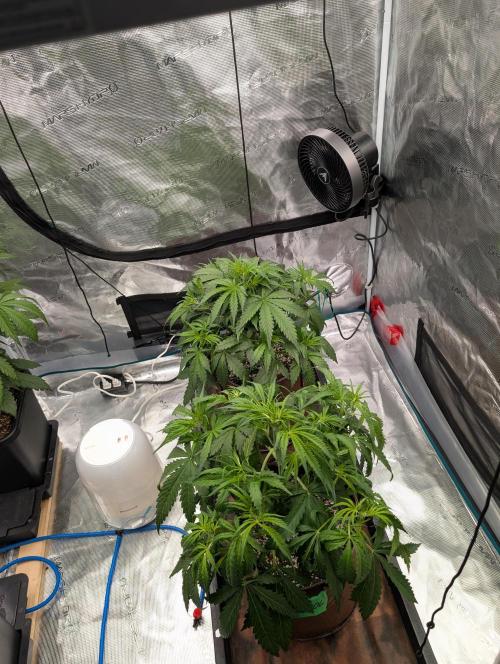 Caring for Angry Bears. Week 4