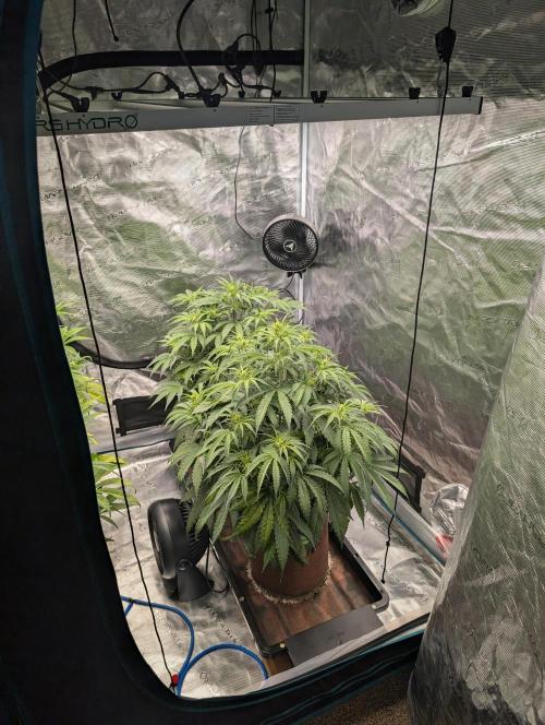 Caring for Angry Bears. Week 4