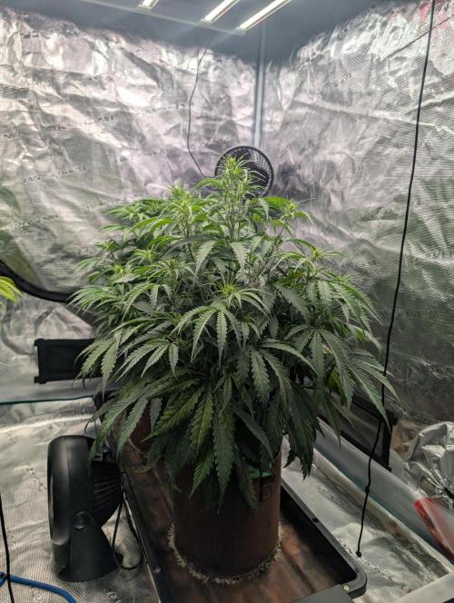 Caring for Angry Bears. Week 4