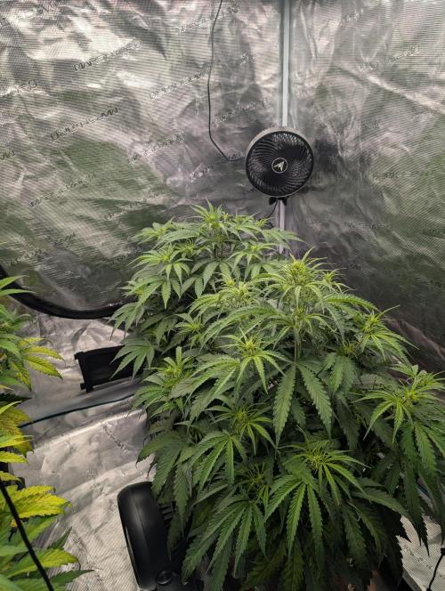 Caring for Angry Bears. Week 4