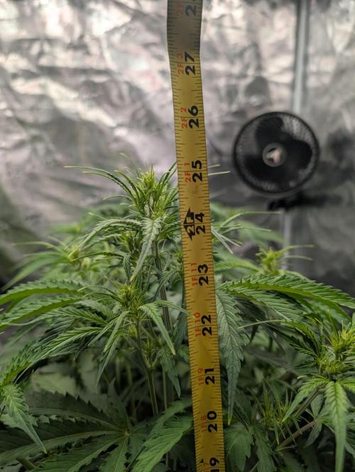 Caring for Angry Bears. Week 4