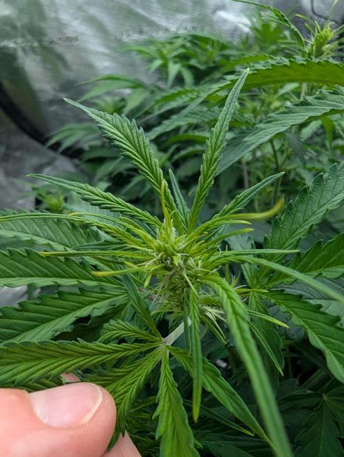 Caring for Angry Bears. Week 4