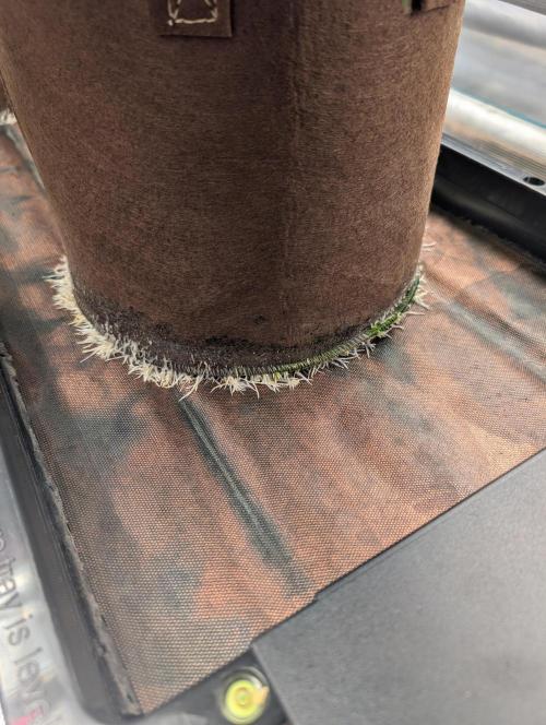 Caring for Angry Bears. Week 4