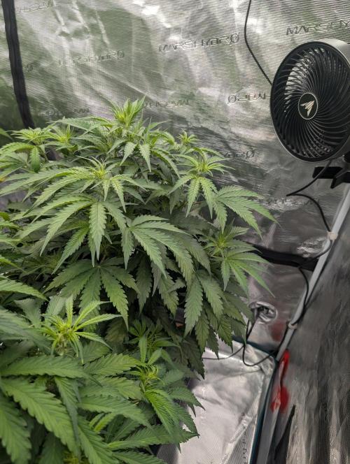 Caring for Angry Bears. Week 4