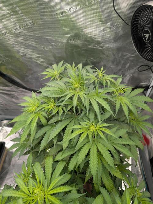 Caring for Angry Bears. Week 4
