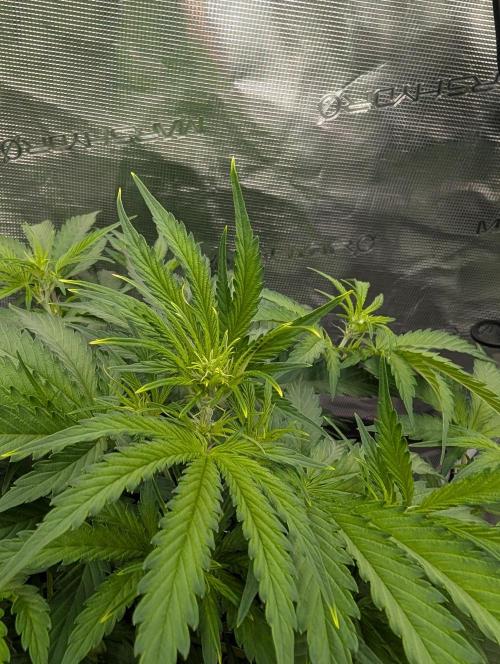 Caring for Angry Bears. Week 4