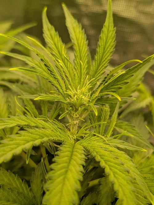 Caring for Angry Bears. Week 4