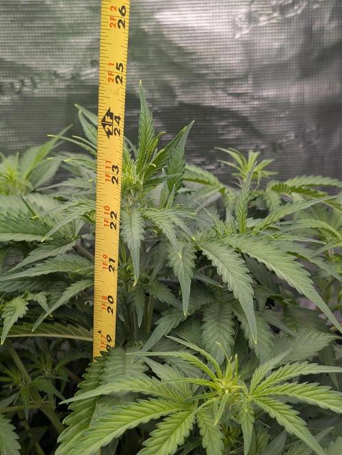 Caring for Angry Bears. Week 4