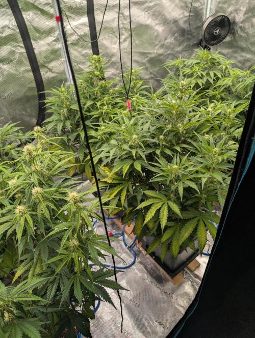 Slimer Round 3. Week 4