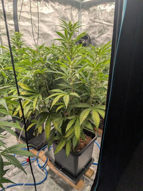 Slimer Round 3. Week 4