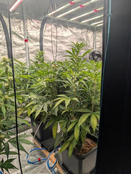 Slimer Round 3. Week 4