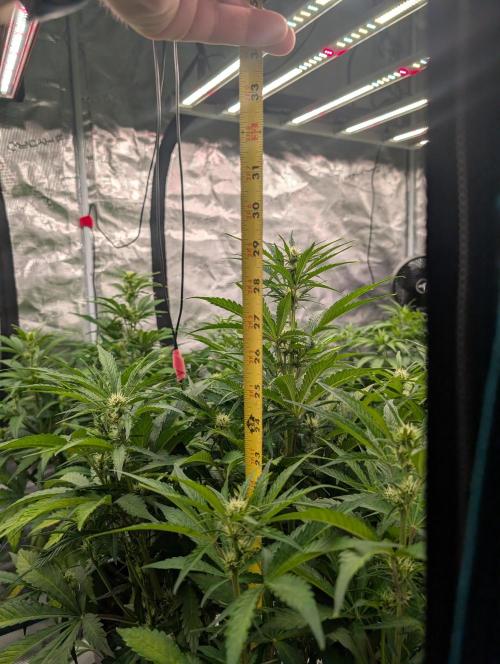 Slimer Round 3. Week 4