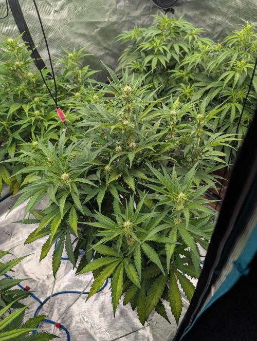 Slimer Round 3. Week 4