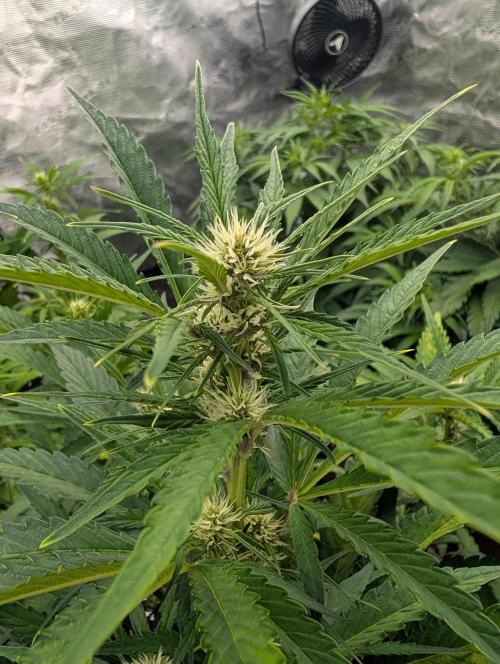 Slimer Round 3. Week 4