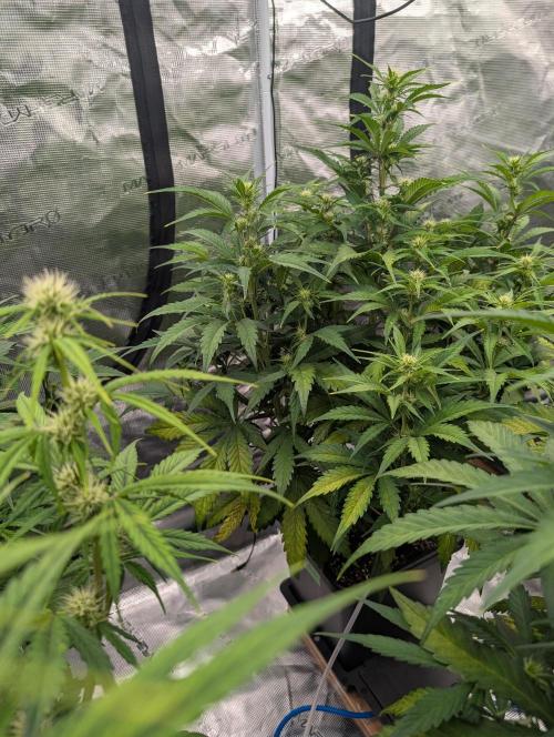 Slimer Round 3. Week 4