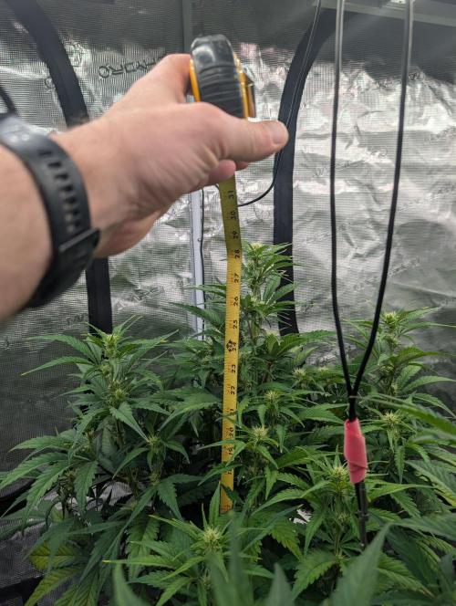 Slimer Round 3. Week 4