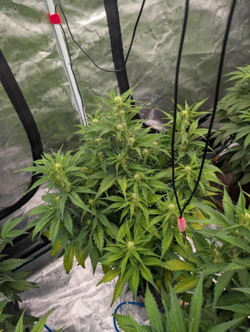 Slimer Round 3. Week 4