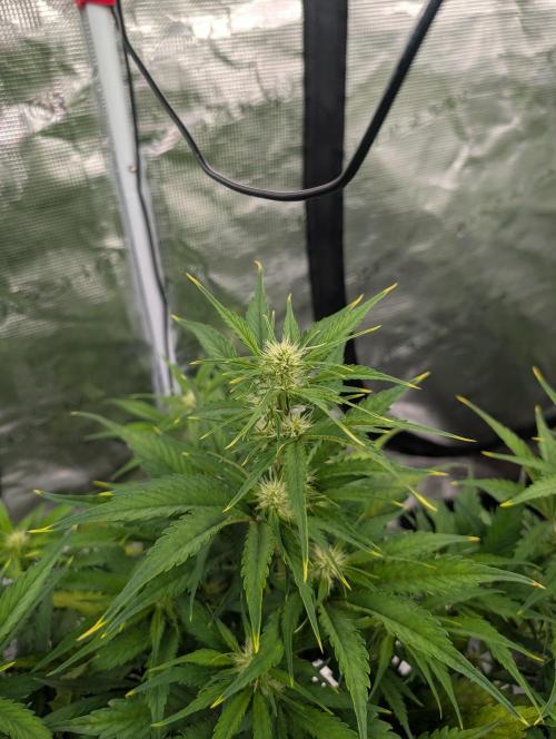 Slimer Round 3. Week 4