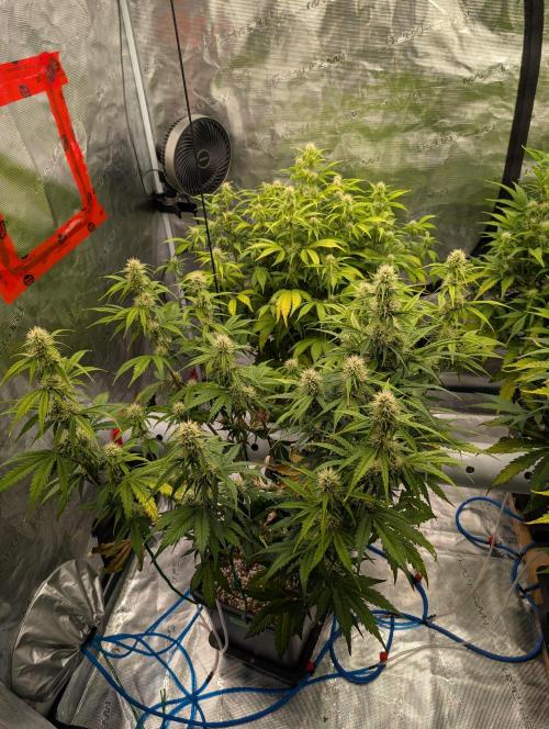 Dreaming in Colour. Week 5