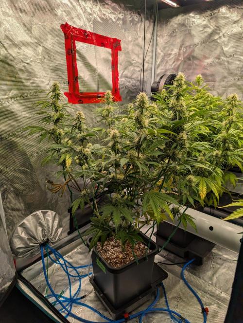 Dreaming in Colour. Week 5