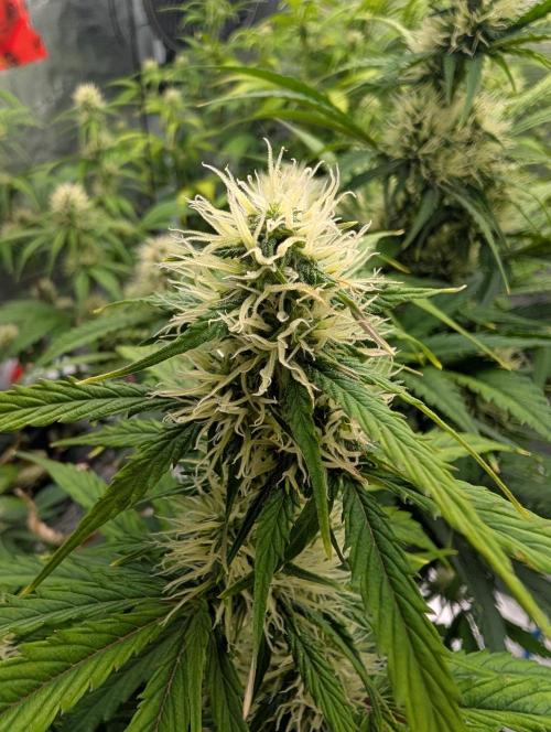 Dreaming in Colour. Week 5