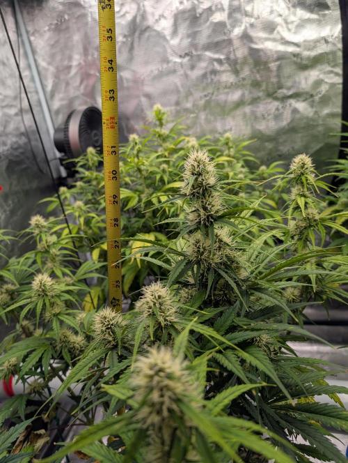 Dreaming in Colour. Week 5