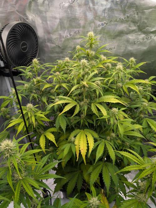 Dreaming in Colour. Week 5