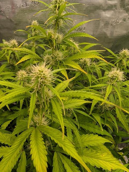 Dreaming in Colour. Week 5